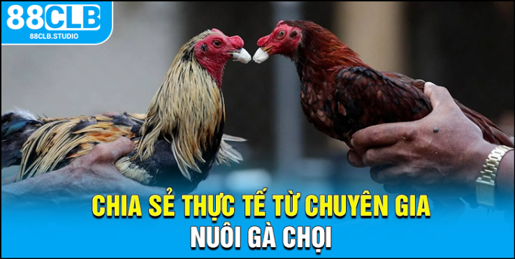 Chia sẻ thực tế từ chuyên gia nuôi gà chọi Chia sẻ thực tế từ chuyên gia nuôi gà chọi