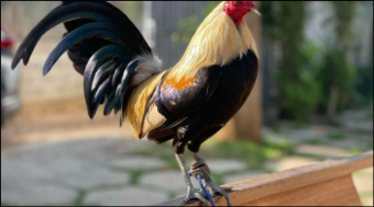 Cách mài cựa gà chuẩn và nhanh cho chiến kê sắc bén